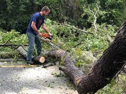 Best Tree Health Inspection  in Gilmer, TX
