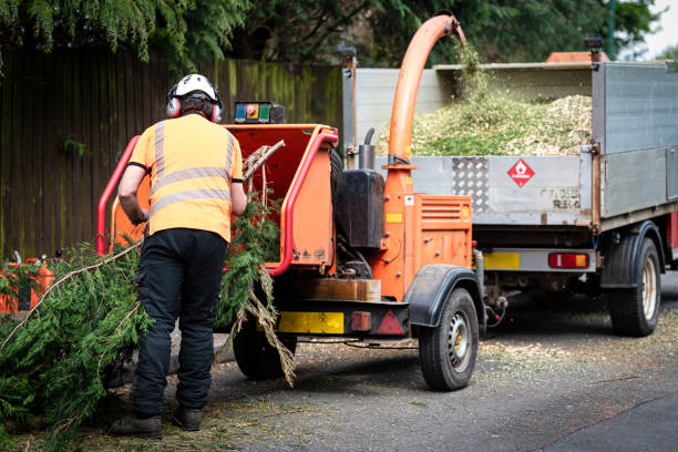 Lawn Maintenance Plans in Gilmer, TX