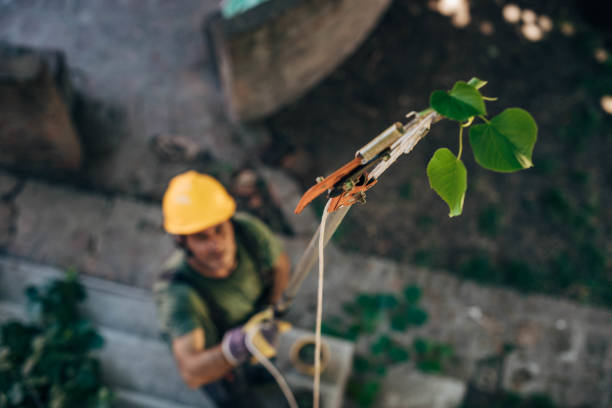 Best Commercial Tree Services  in Gilmer, TX