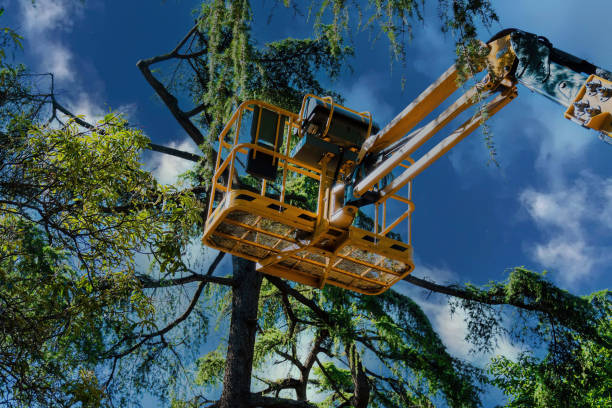 Best Tree Preservation Services  in Gilmer, TX