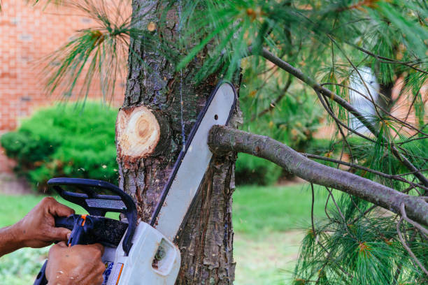 How Our Tree Care Process Works  in  Gilmer, TX